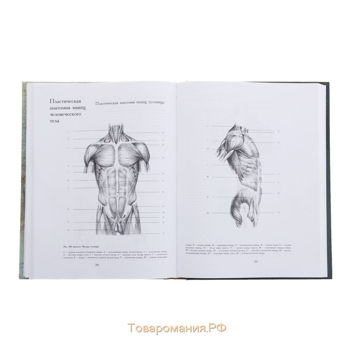 Основы учебного академического рисунка. Ли Н.Г.