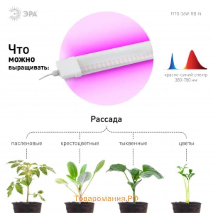 Фитосветильник светодиодный, 36 Вт, 1170 мм, IP65, сине-красный спектр, фиолетовый, FITO-36W-RB-N, «ЭРА»