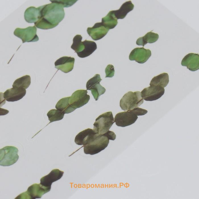 Наклейки для творчества пластик «Эвкалипт», 21×10.5 см