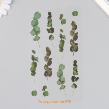 Наклейки для творчества пластик «Эвкалипт», 21×10.5 см