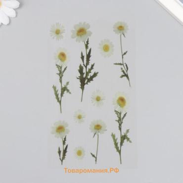 Наклейки для творчества пластик «Ромашки», 21×10.5 см